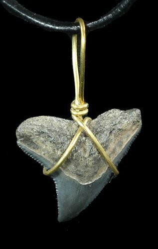 Fossil Dusky Shark Tooth Necklace #47577